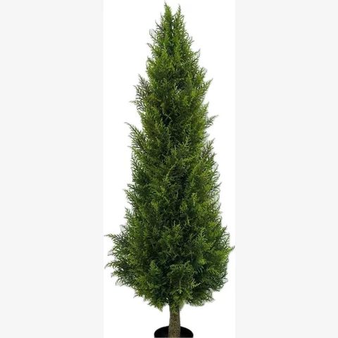 Кипарис 180 см