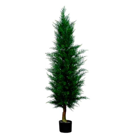 Туя Западная 150 см