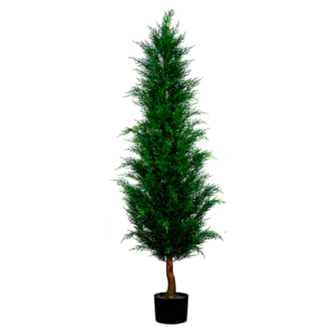 Туя Западная 180 см