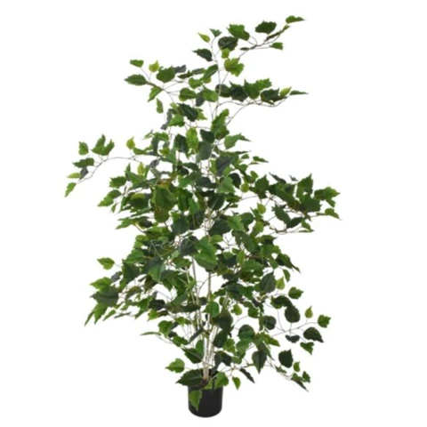 Берёза 120 см