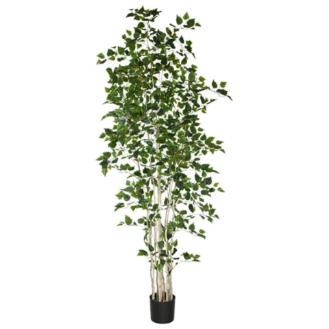 Берёза на стволе 240 см