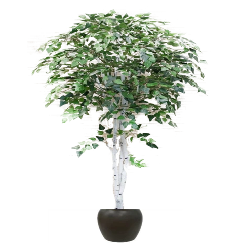 Берёза 180 см