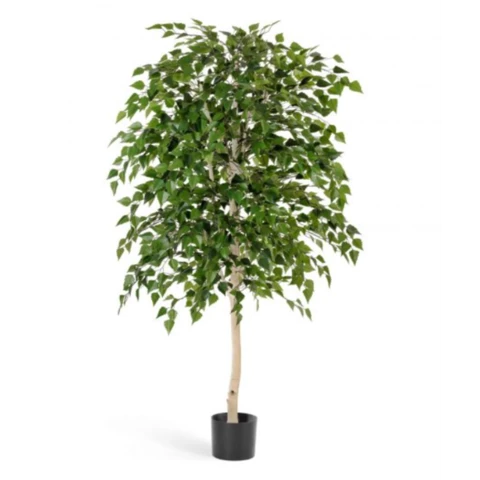 Берёза 210 см