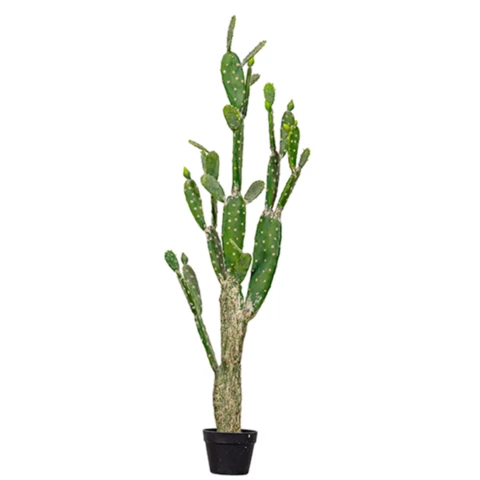 Кактус Опунция 150 см