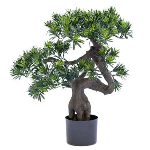 Бонсай Кипарис 58 см