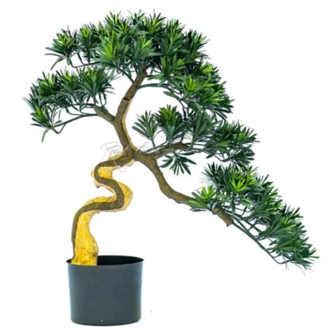 Бонсай Кипарис 63 см