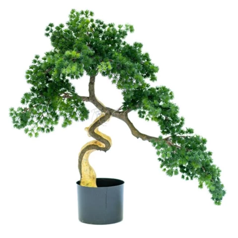 Бонсай мелкоигольчатый на светлом стволе 65 см