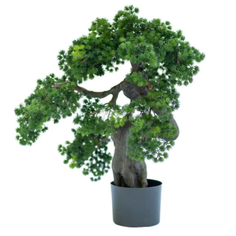 Бонсай мелкоигольчатый на тёмном стволе 65 см