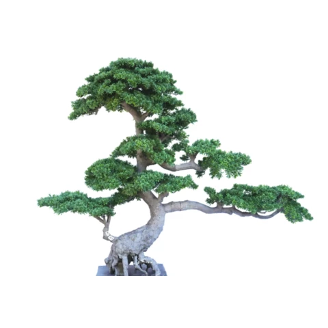 Бонсай мелкоигольчатый 190 см