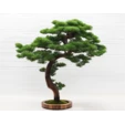 Бонсай Кипарис 120 см