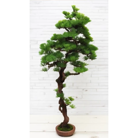 Бонсай Кипарис 150 см