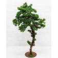 Бонсай Кипарис 170 см