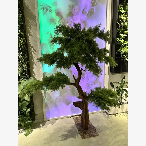 Бонсай Кипарис 200 см