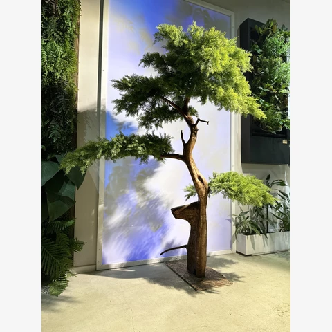 Бонсай Кипарис 250 см