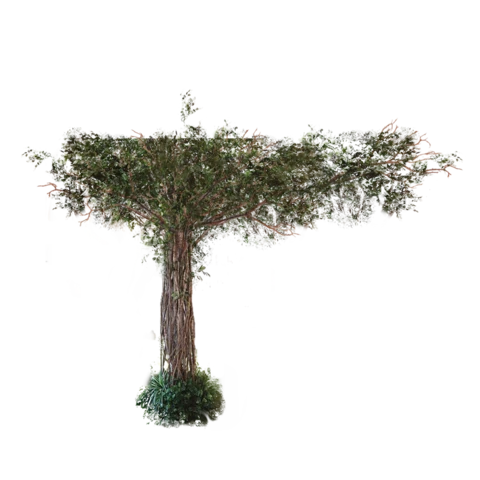 Олива ручной вязки на натуральном стволе 270 см