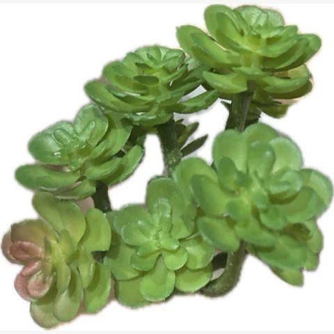 Суккулент 6 см