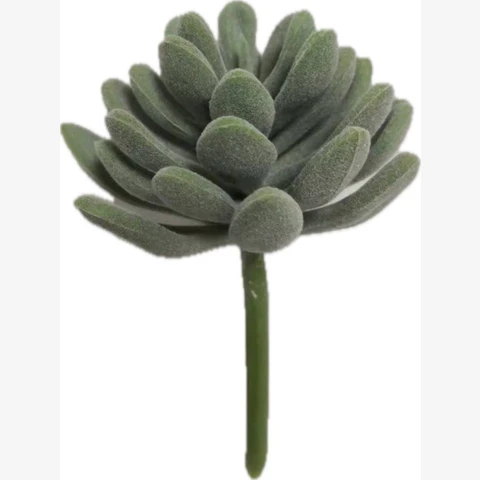 Суккулент серый с напылением, В 8 см
 Ш 5 см