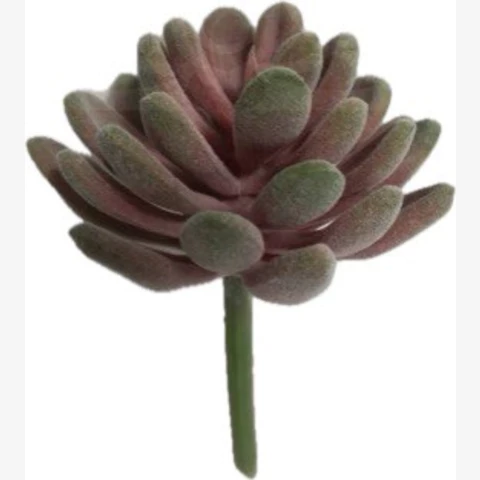 Суккулент бордо с напылением, В 8 см
 Ш 5 см