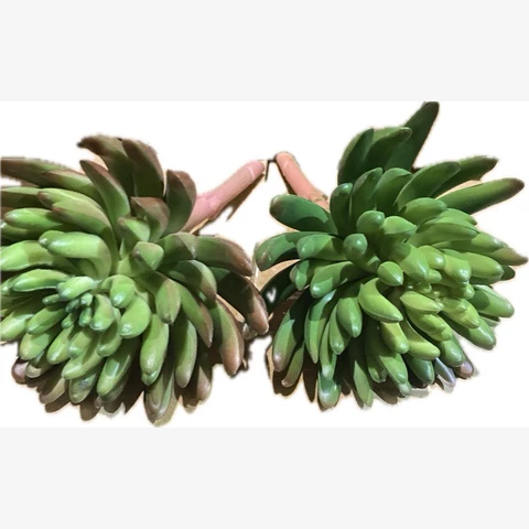 Суккулент, В 12 см
 Ш 9 см