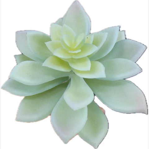 Суккулент светло-серый, В 8 см
 Ш 5 см