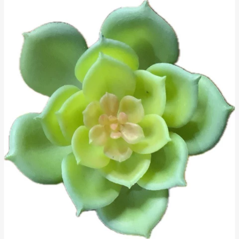 Суккулент мини, зелёный, В 8 см Ш 5 см