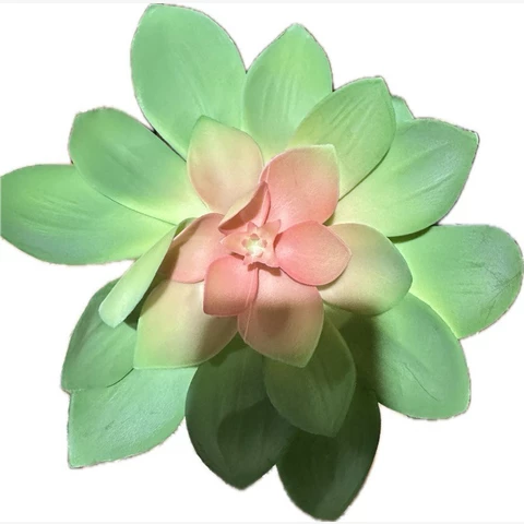 Суккулент Эхеверия, зеленый. В 12 см
 Ш 18 см