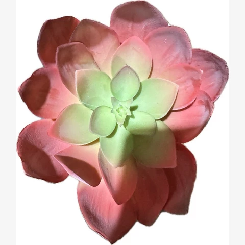 Суккулент Эхеверия, красный. В 12 см
 Ш 18 см