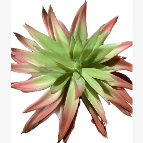 Суккулент Хобит, В 12 см
 Ш 17 см