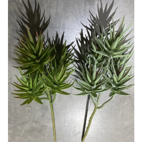 Суккулент Хобит15 см