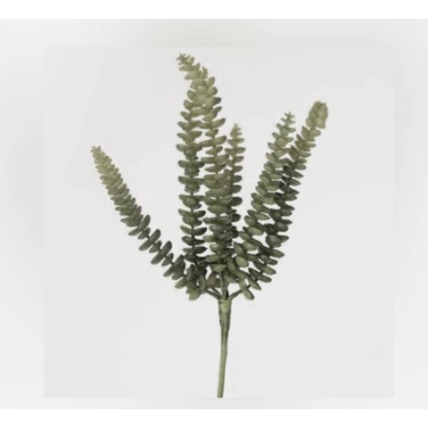 Суккулент Роули 26 см