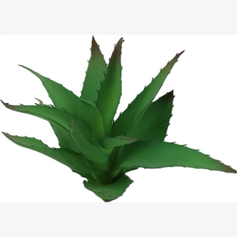 Суккулент Хавортия , В 13 см