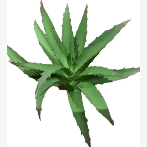 Суккулент Хавортия , В 17 см