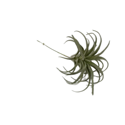 Суккулент Тиллансия, В 12 см