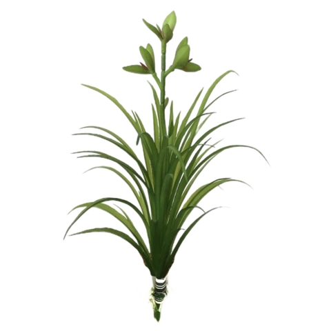 Суккулент Тиллансия с цветоносом, В 13 см