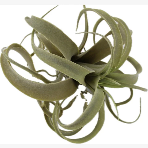 Суккулент Тиллансия, Серо-зеленый. В 25см
 Ш 25 см