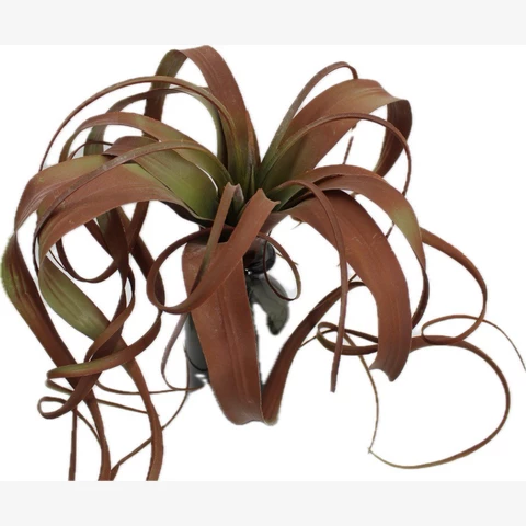 Суккулент Тиллансия, красный В 25см
 Ш 25 см