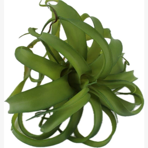 Суккулент Тиллансия, зеленый. В 25 см
 Ш 25 см