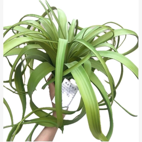 Суккулент Тиллансия, светло-зеленый. В 65 см
 Ш 53 см