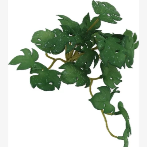 Монстера микро 7 см