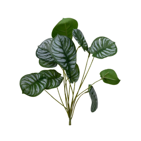 Калатея мини 15 см