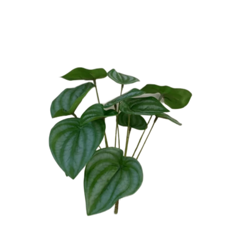 Пеперомия 25 см