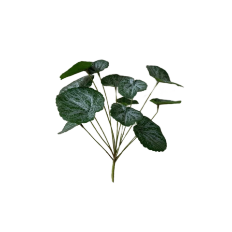 Камнеломка 25 см