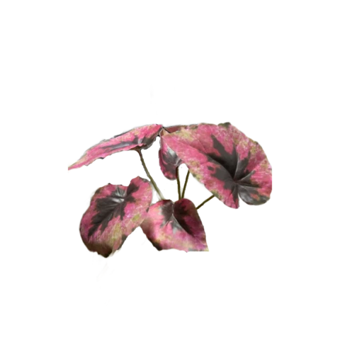 Бегония 25 см