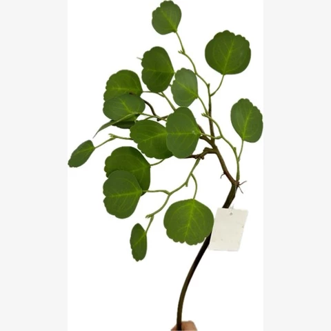 Эвкалипт зеленый 35 см