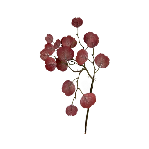 Эвкалипт красный 35 см