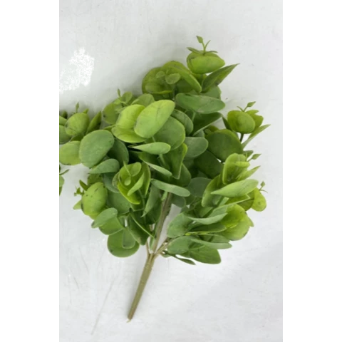 Эвкалипт мини 18 см
