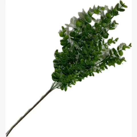 Эвкалипт мелколистный зелёный, 60 см