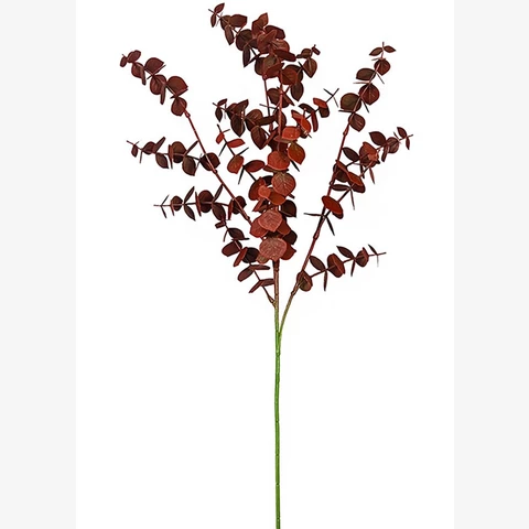 Эвкалипт мелколистный красный, 60 см