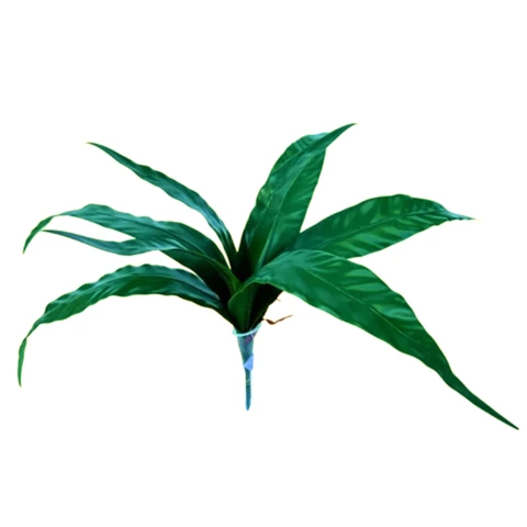 Асплениум 40 см