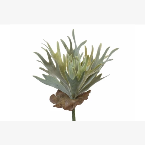 Стагхорн 56 см